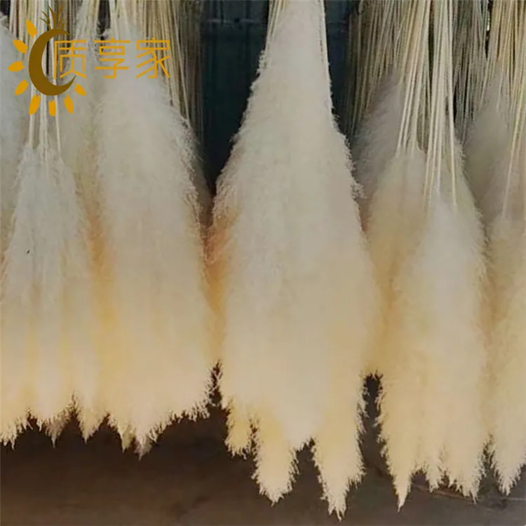 
super big and fluffy over 80cm flower plume White grey pampas grass dried Cortaderia 