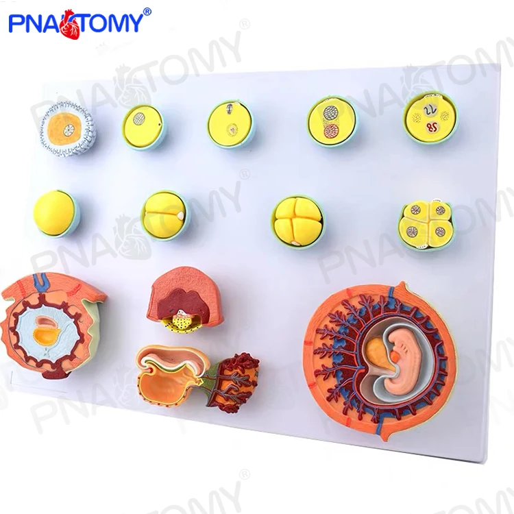 PNT-0597 модель человеческого развития, модель лезвия, 13 частей, Детская анатомическая модель в натуральную величину