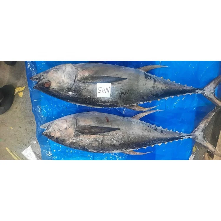 Yellow Fin Tuna Whole Round Dwt Frozen Tuna Fish Frozen Yellow Fin Tuna Wr
