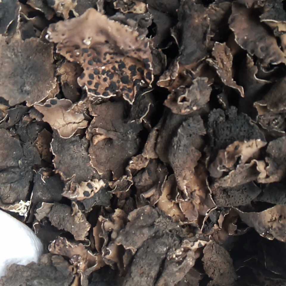 Сушеный натуральный съедобный фугусный пумбиликария эскулента мийоши