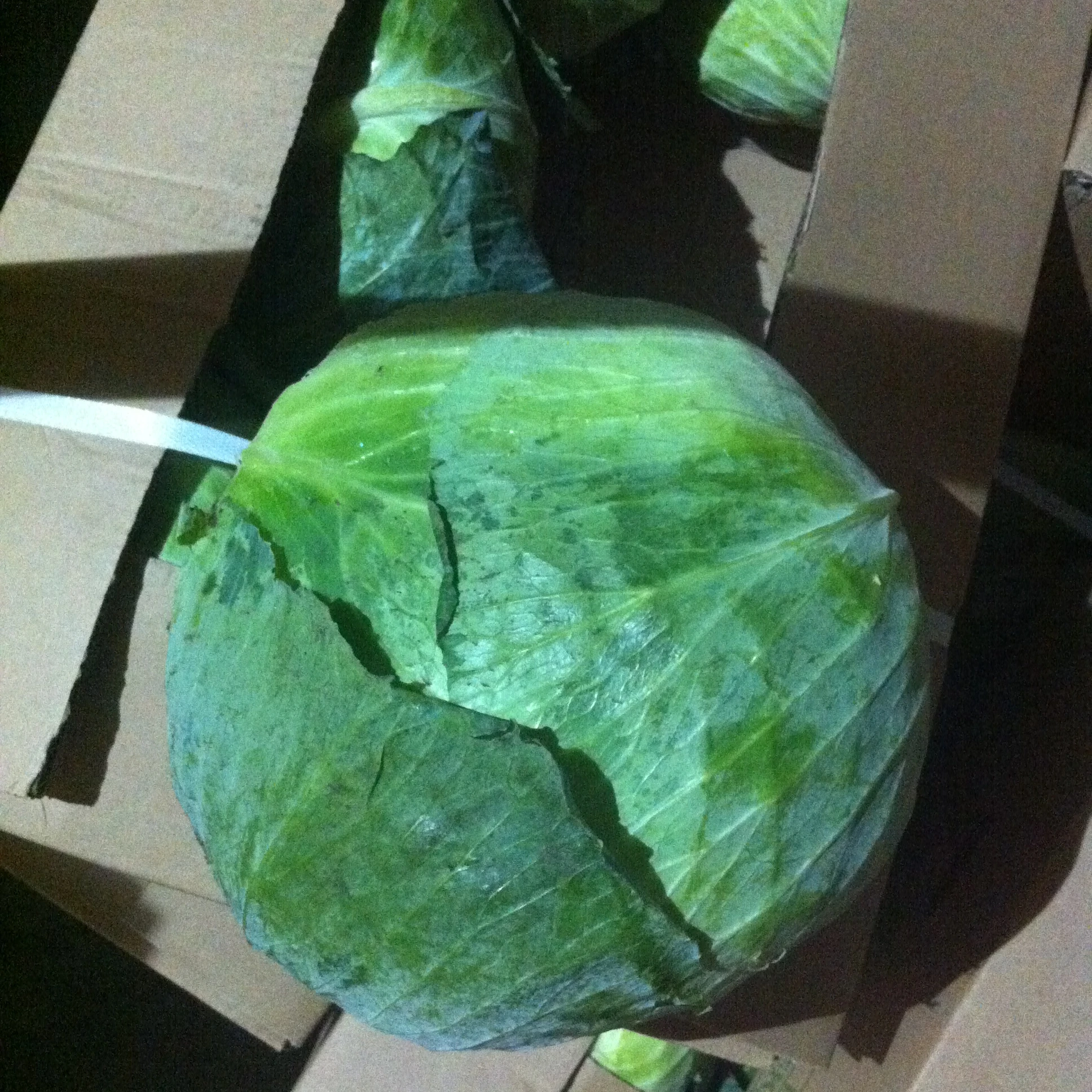 
chinese small cabbage 