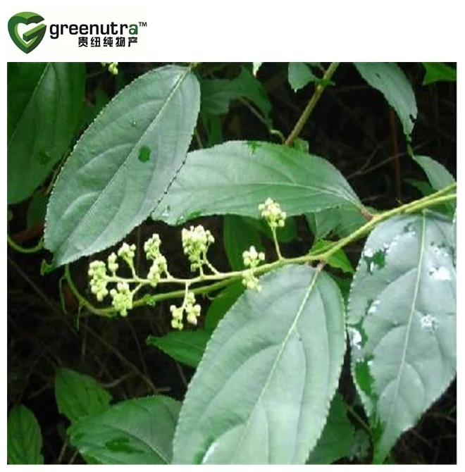 riperygium Wilfordii Extract Triptolide 98% Celastrol 98%