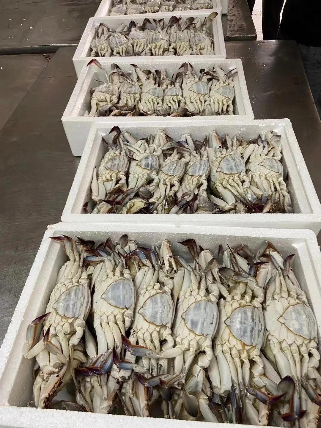 WHOLE ROUND FROZEN BLUE SWIMMING CRAB
