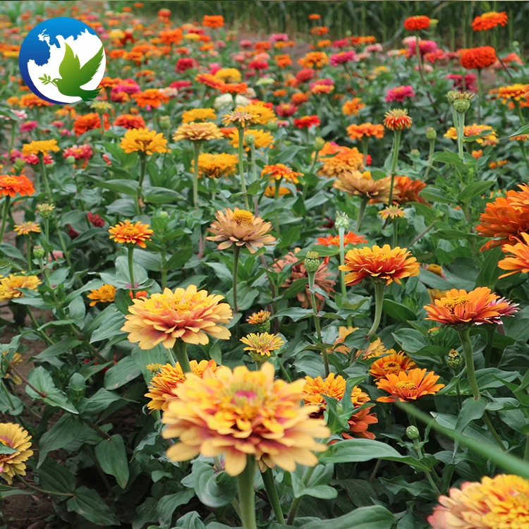 High germination Summer Flower Zinnia Elegans plants flower for garden