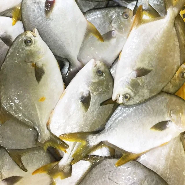 Недорогая замороженная рыба из морепродуктов золотой насос экспортер