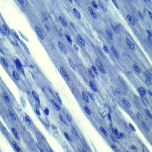 100 pcs Mixed Educational Biology Zoology Histology Prepared Microscopes Open Toe Flip Flops Biology Education