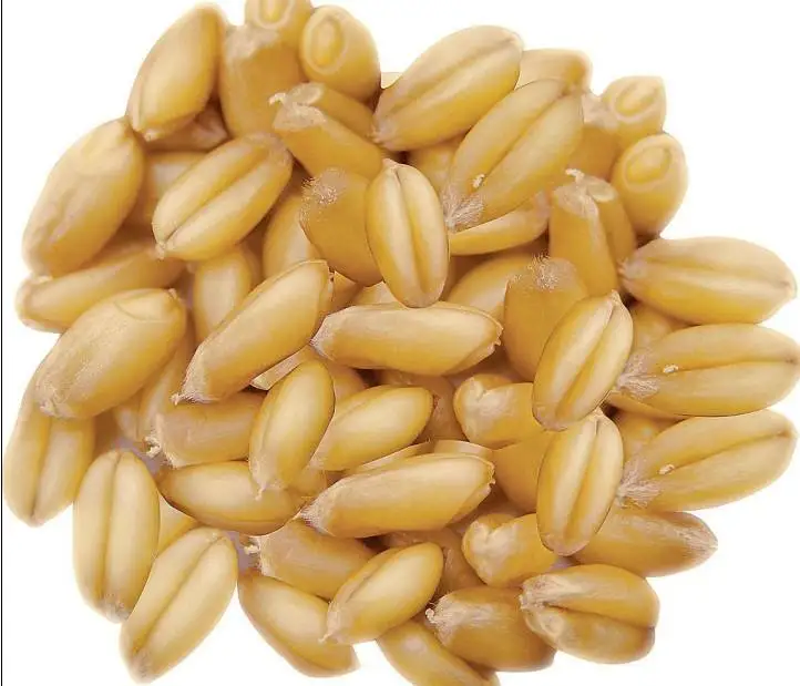 Заводская цена, высококачественный протеин пищевого класса, жизненно важный глютен пшеницы/протеин пшеницы