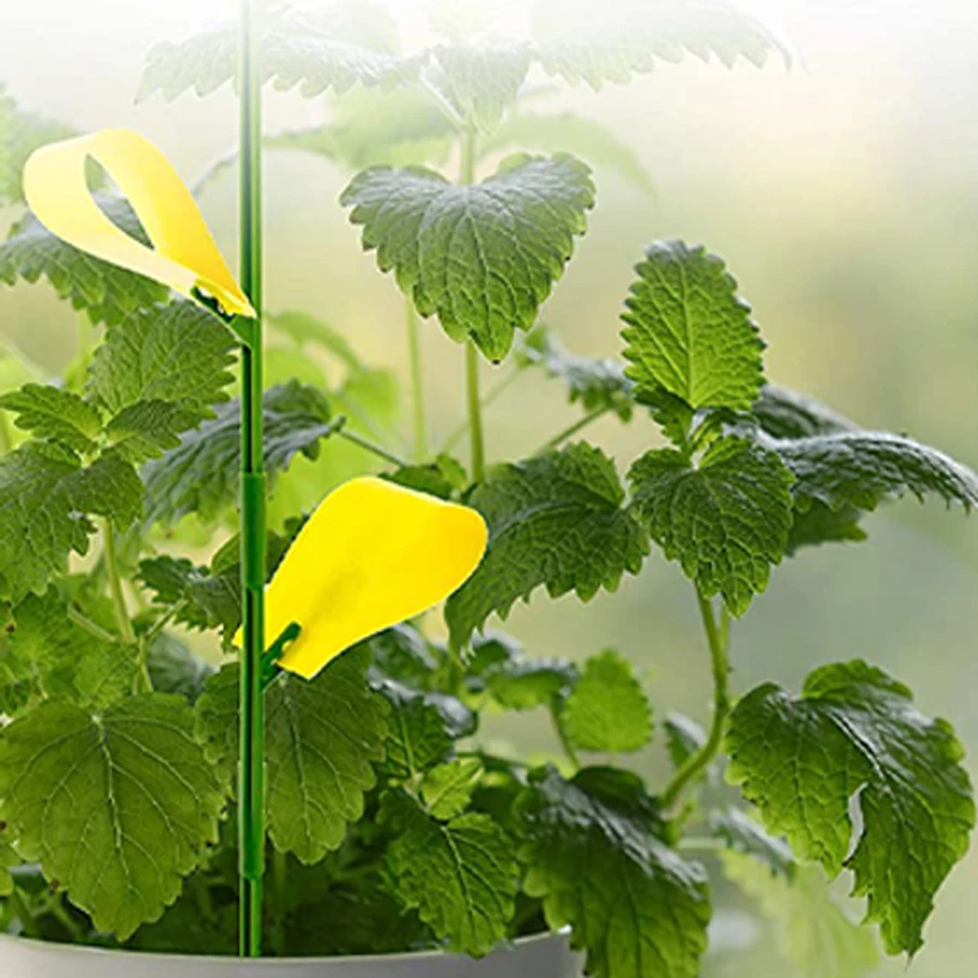 Dayoung Yellow Plant Gnat Sticky Traps Fruit Fly Sticky Traps for Insect Trap