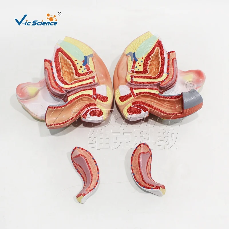 Female internal and external genital anatomy 4 parts human organs model anatomical model teaching