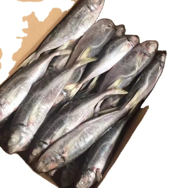 FROZEN horse mackerel