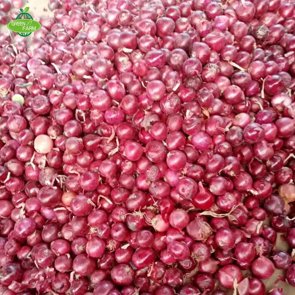 supply fresh red onion packing in 5kg/10kg/20kg mesh bag