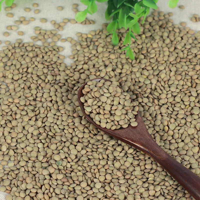 Bulk wholesale Dried green lentils Non-GMO healthy food 100% natural organic beans food legumes