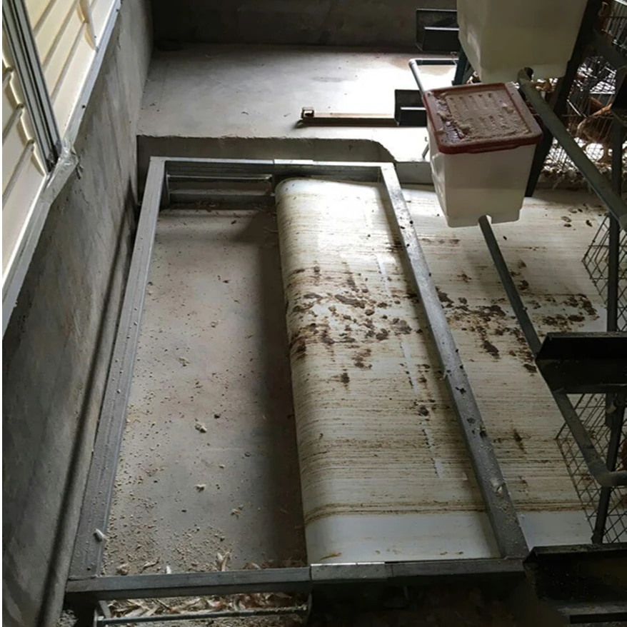 manure belt conveyor chicken quail