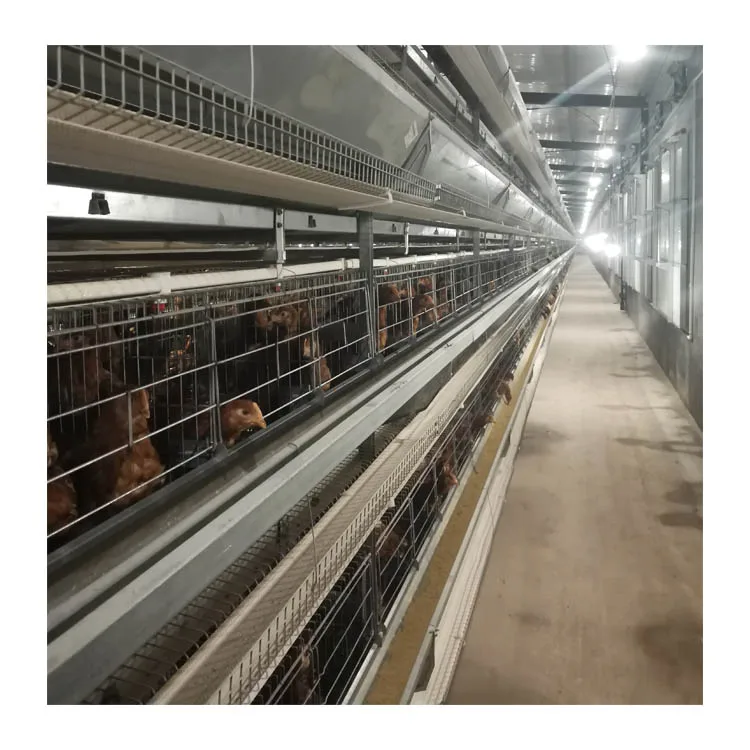 New style Hot galvanized feed trough  good material H Type battery layer Cage and chicken cages for sale in Dubai