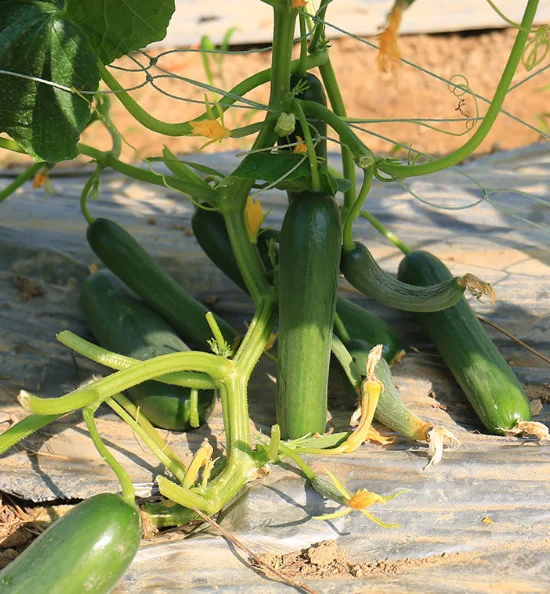 Heat Tolerant hybrid cucumber seeds for open filed