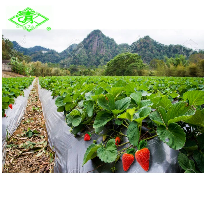 UV resistance maintain soil moisture silver black PE mulching film layer