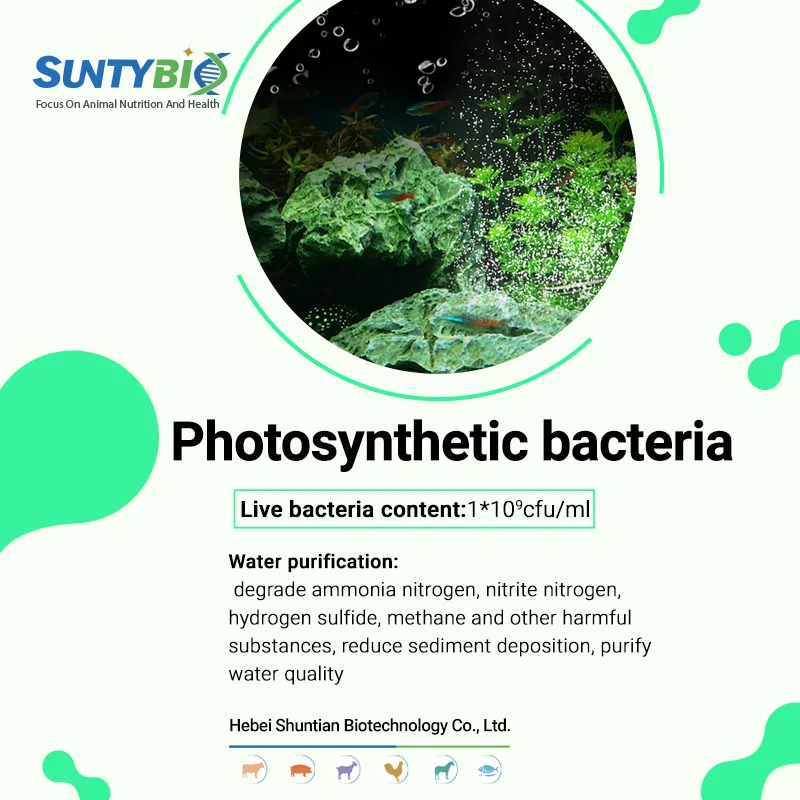 Rhodopseudomonas palustris микробная кормовая добавка для рыб креветок крабов черепах фотосинтезирующих бактерий