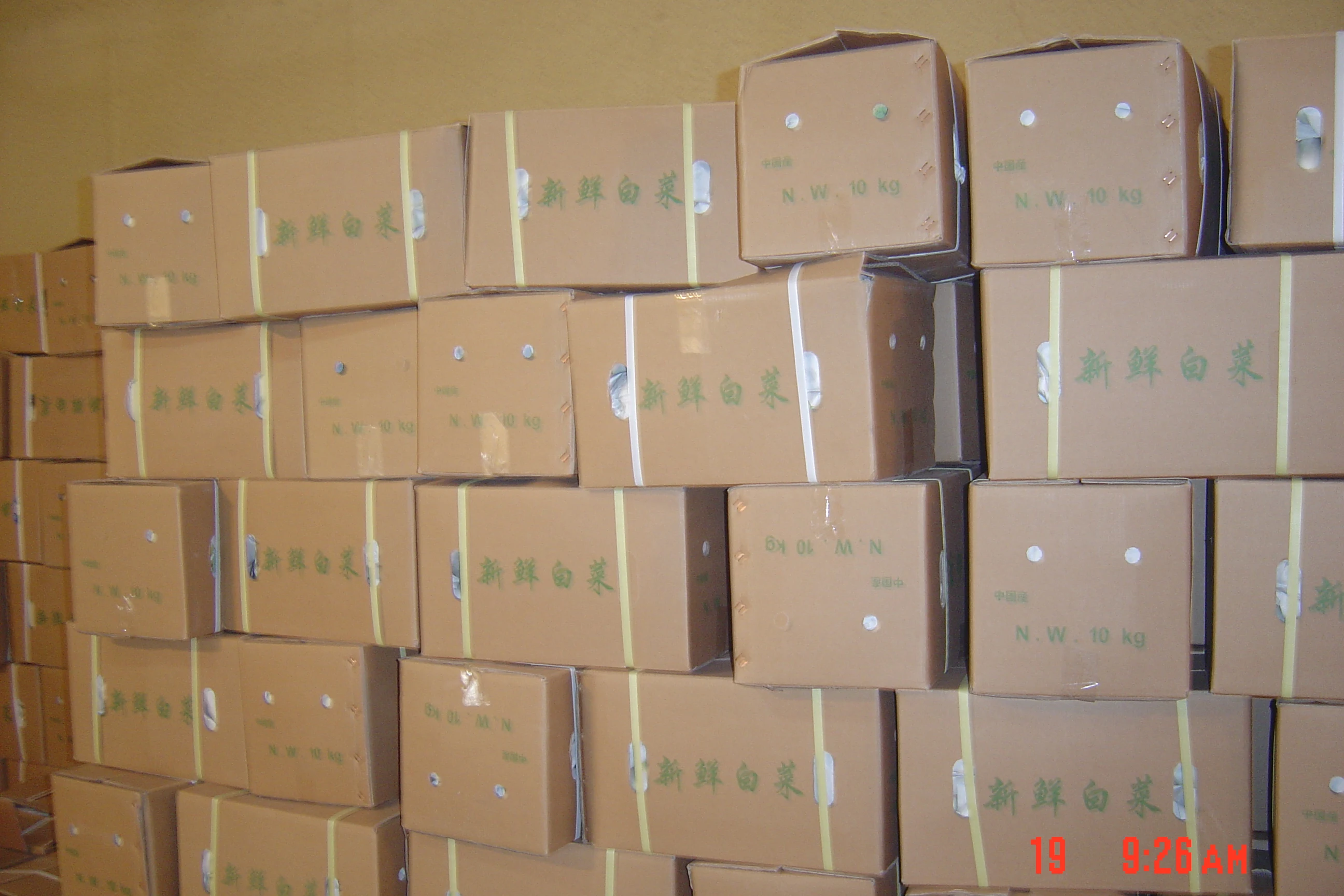 
chinese long cabbage 