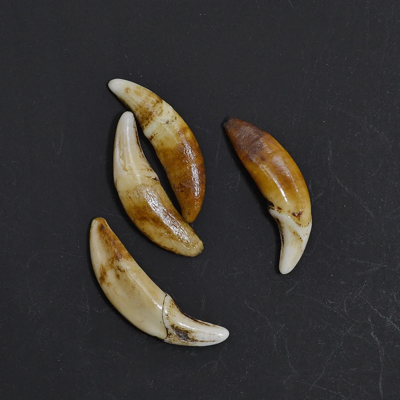 YZ002 Tibetan style Fake wolf bone beads Jewelry accessories natural DIY beads Unperforated Teeth beads for jewelry making