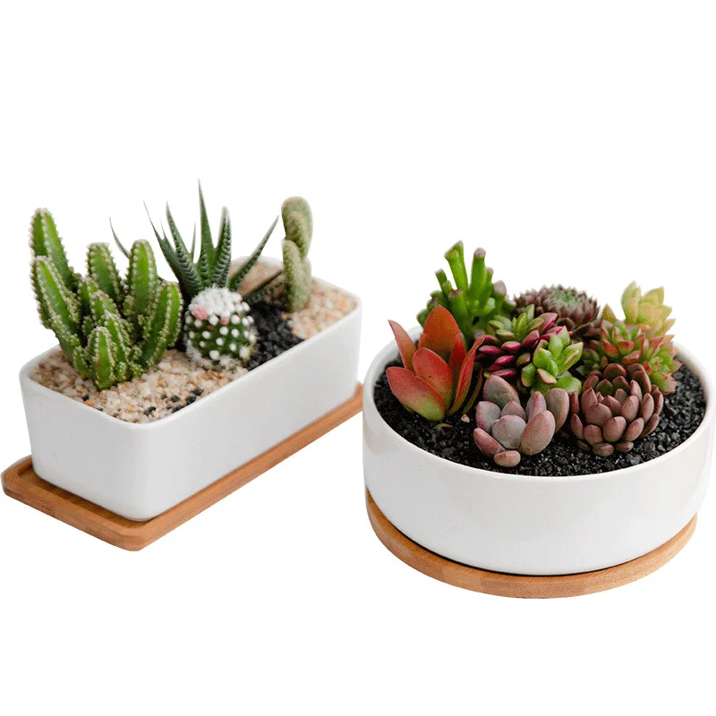 New product whole white porcelain fleshy flowerpot with rectangular round tray