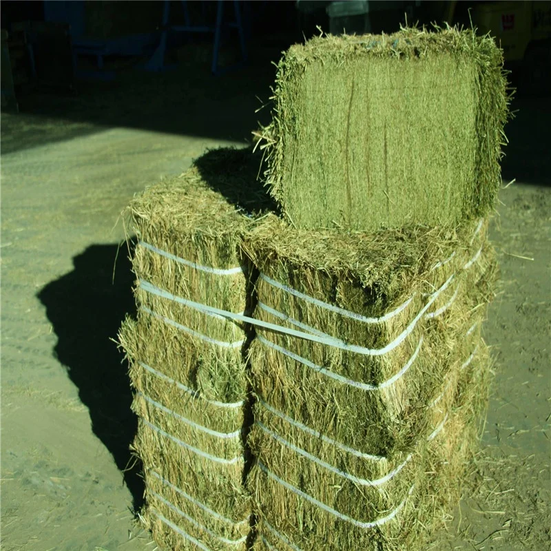 
Best American Timothy for Animal Feeding Horse Dairy Pets 