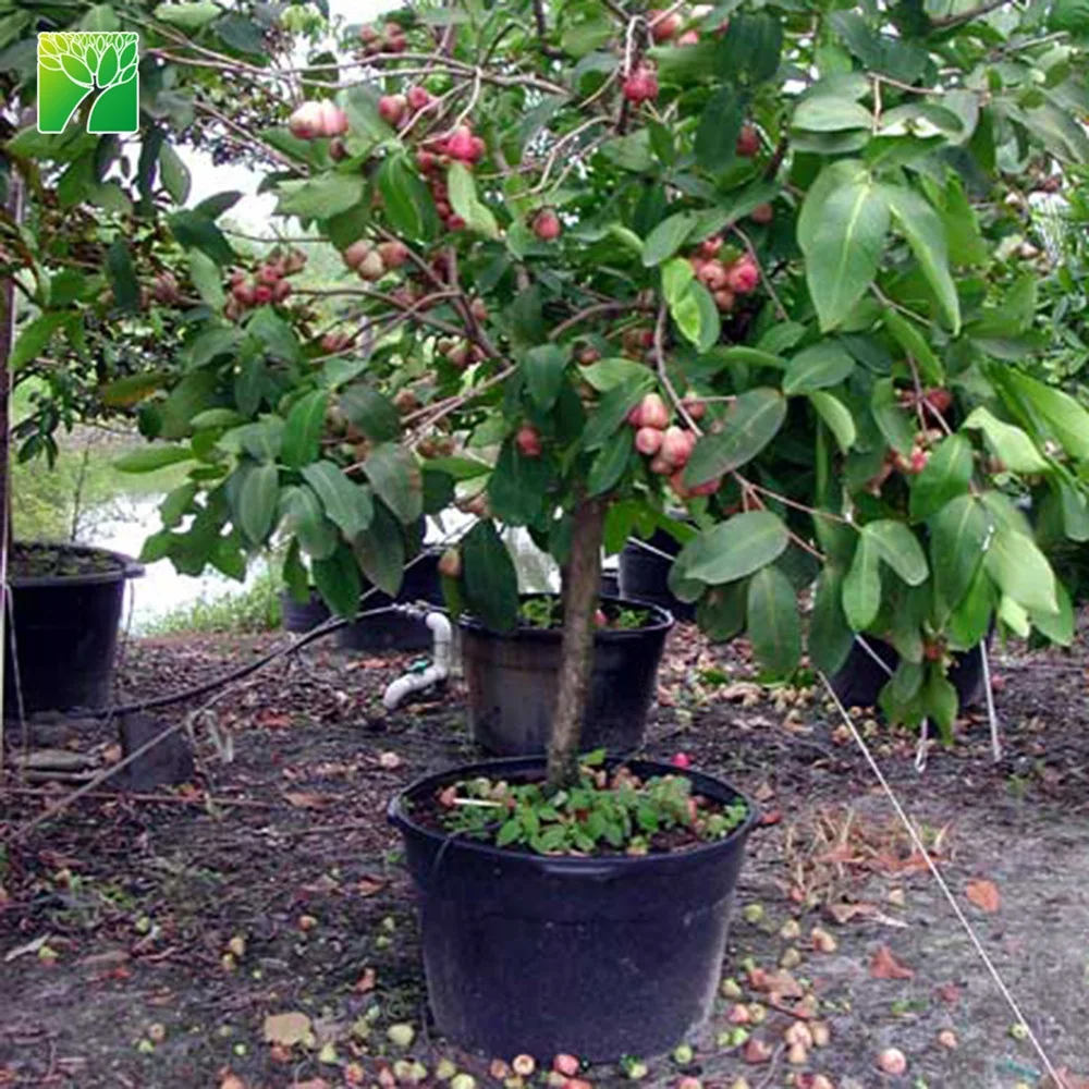 
 Дешевые, оптовая продажа, длинные фруктовые деревья 4-5 см, саженцы яблони Java, саженцы Syzygium samangense  