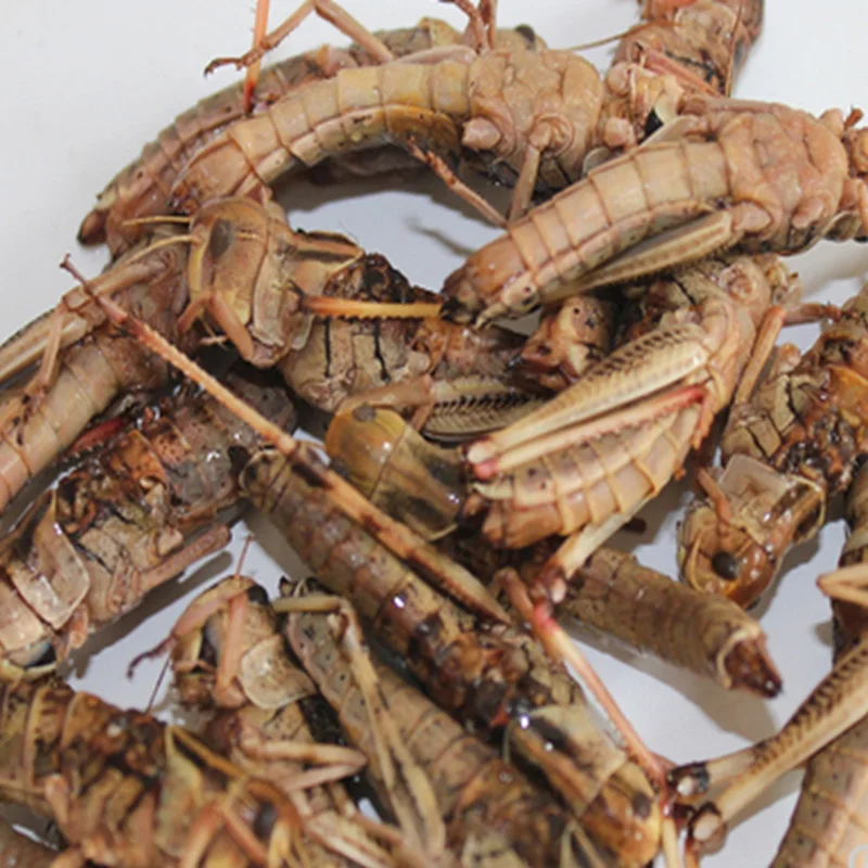 
Factory Sell organic animal feed natural dried grasshopper 
