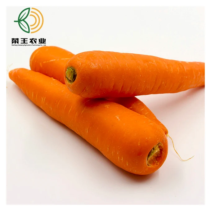 Shandong New Crop Carrots Fresh Carrot
