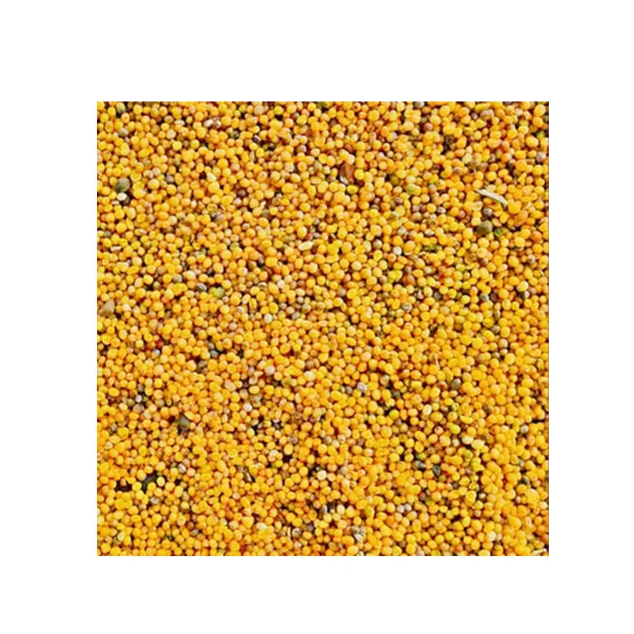 Professional Manufacturer Supply Best Quality Canola Seeds Wholesale Prices Rapeseed Canola Seed Price