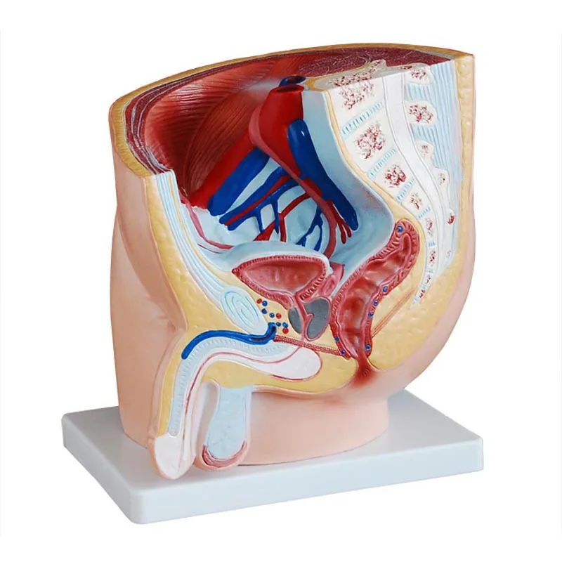 Реальный в натуральную величину для детского Сагиттальный анатомическая модель мужского таза, изготовленные на станке медицинская наука модель анатомии человека для обучения