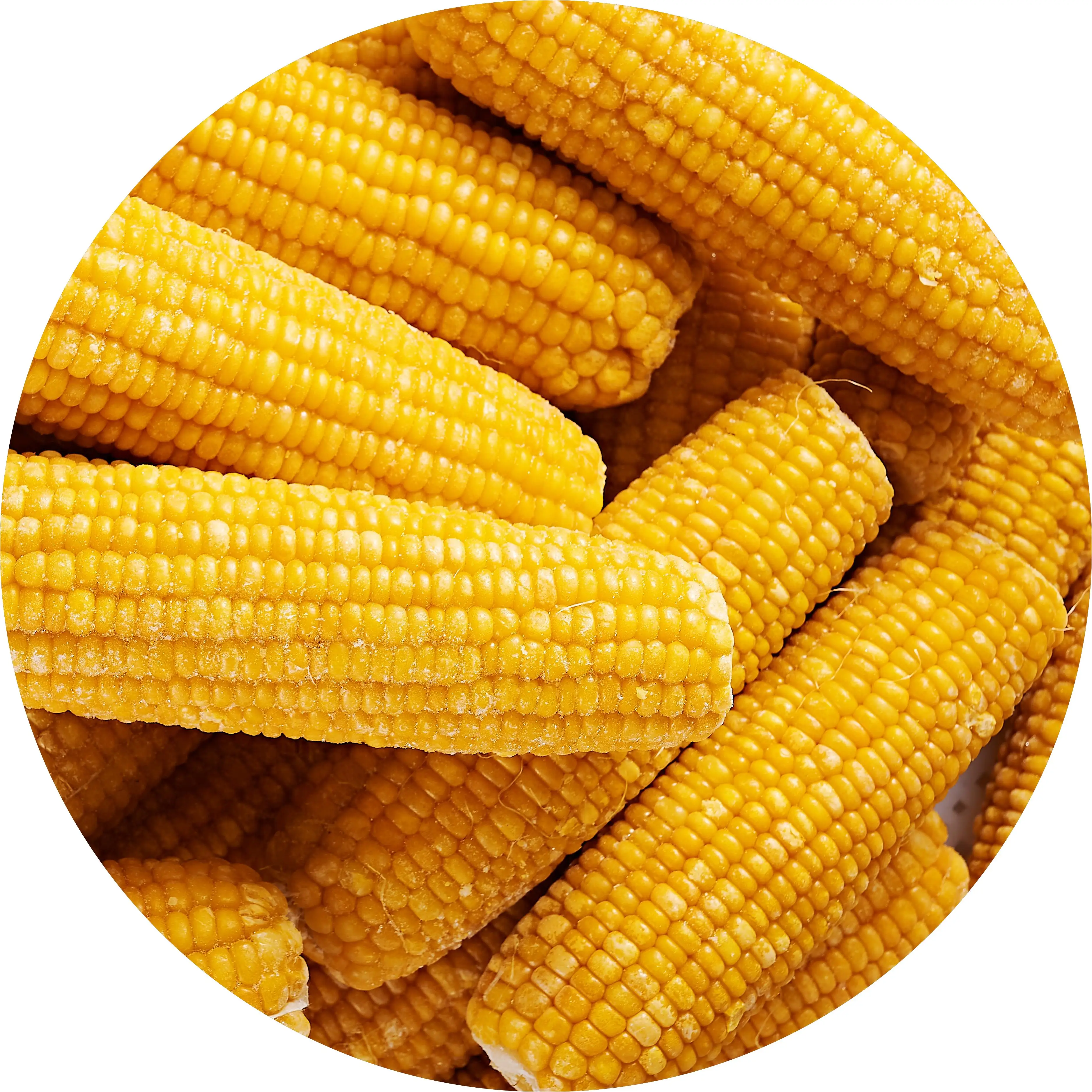 factory direct sales frozen sweet corn on cop wholesale and export of frozen sweet corn IQF sugar corn