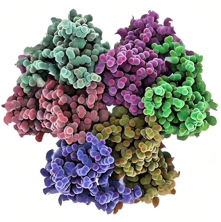 Factory supply food additive alpha amylase enzyme High temperature alpha amylase 1KG/10KG/20KG/25KG for Baking with free sample