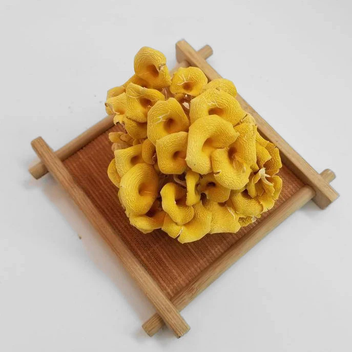 Wild dried mushroom chanterelle with wholesale prices