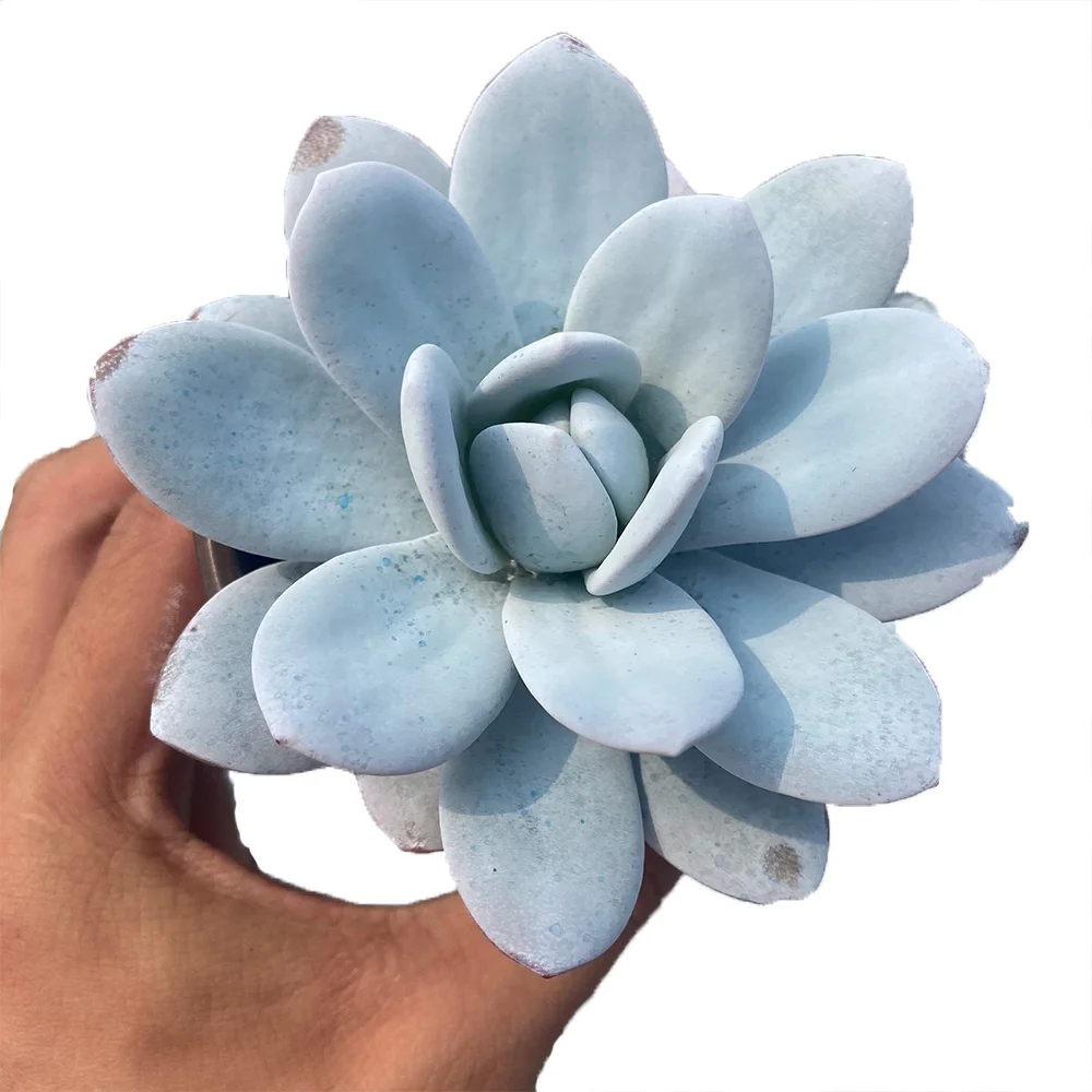 2021 New About12cm white Living Plants Ornamental Plants for Ornamental Bonsai Plants