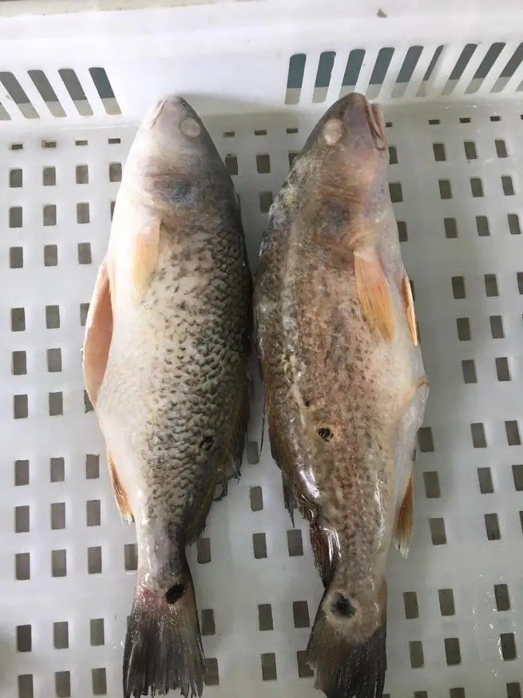 Frozen Red Drum Fillet skin on