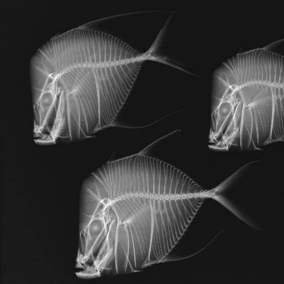 drystar agfa dt2b 14*17 35*43 agfa x-ray agfa x ray film