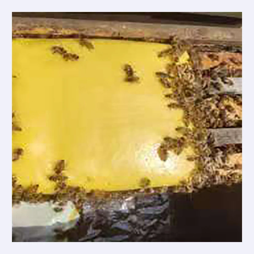 High quality of 2021 supply compound protein for bee feeding