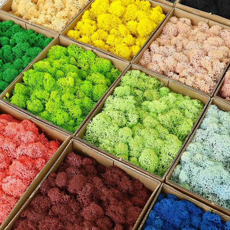 wholesale preserved flowers and plants natural real moss wall art green stabilized reindeer preserved moss wall for decor