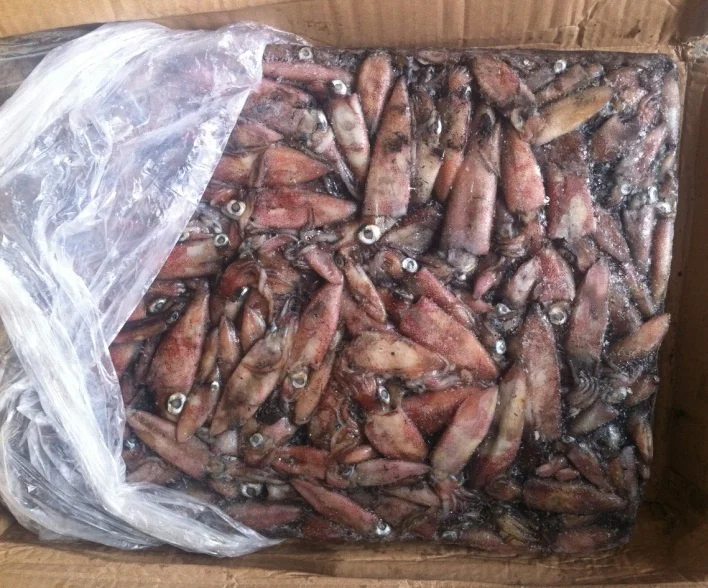 Wholesale Illex Whole Frozen Squid