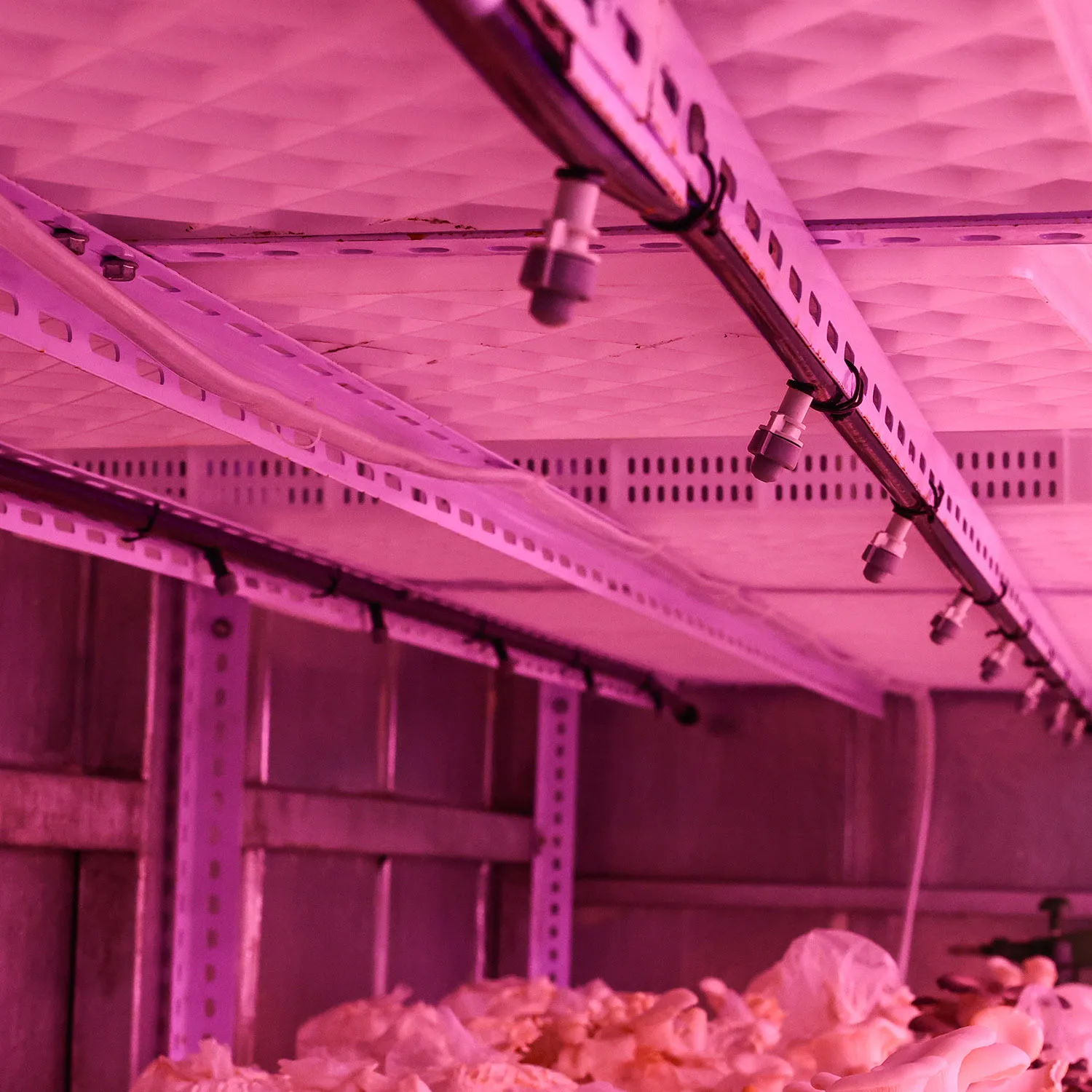 Shiitake Logs Monkey Head Oyster Mushroom Container Greenhouse Shipping Container Farm Container Growing Equipment