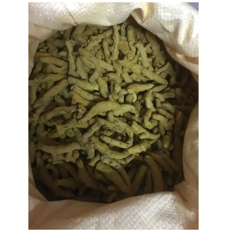 Turmeric Finger Chola Superfoods Money Saving Turmeric Finger Cost Effective CSF/TUFI/2022-2023 Turmeric Finger