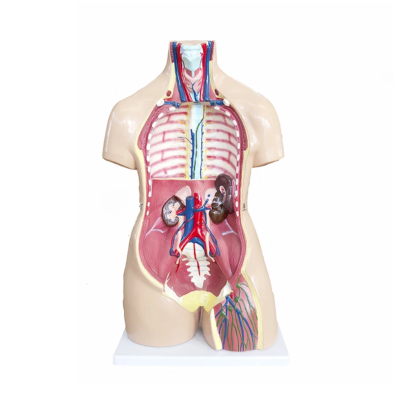 YA/T014 High Quality Anatomy 85cm Suitable for Medical School Hermaphrodite Human Head, Neck, Torso Model 40 Parts