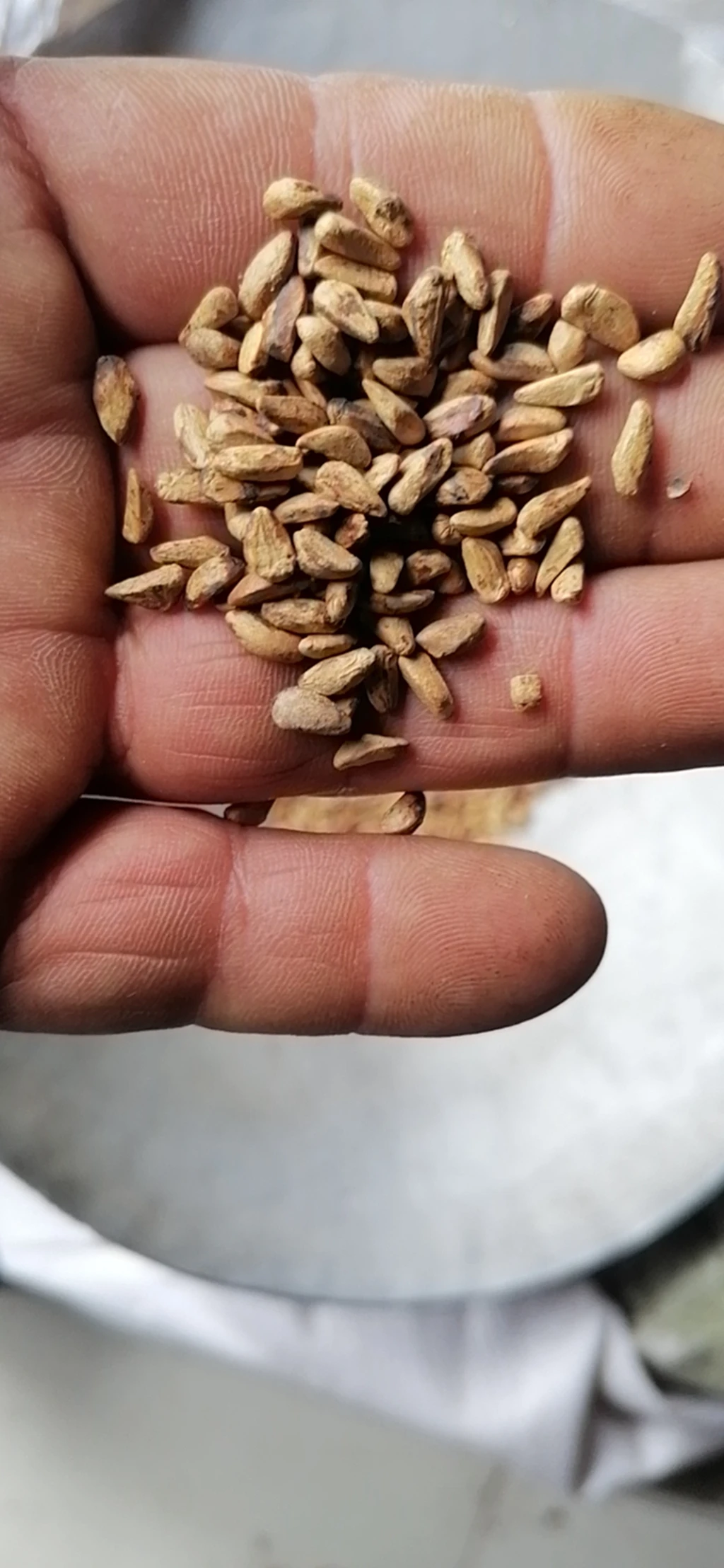 Shi Liu Zi Natural Raw Dried Pomegranate Seed Not Extract for Sale