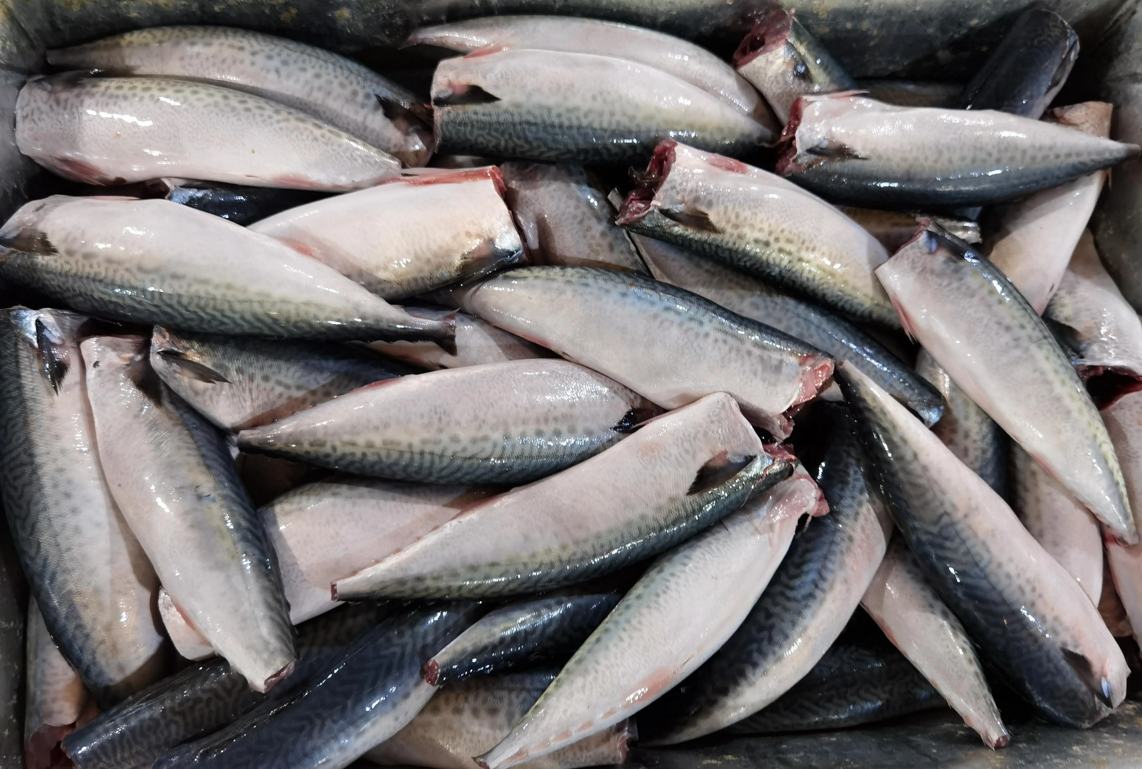  Замороженные морепродукты Тихоокеанская скумбрия HGT