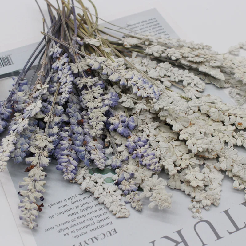 12pcs/pack Purple Dried Pressed Salvia Stem for Epoxy Resin Jewelry Crafts Candle