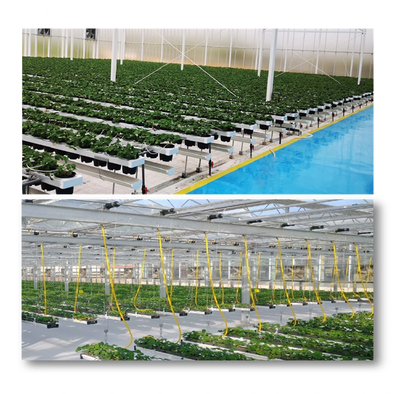 Strawberry/Lettuce/Flower/Herb Cultivation Systems in Greenhouse Hydroponics Farm Agriculture