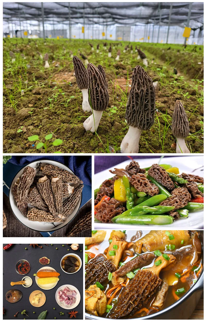Preferential Price Morels High Quality Cultivated Morille Mushrooms Vegan Dried Morels Mushroom