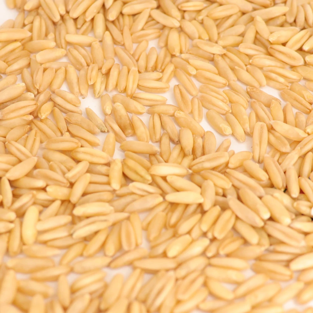 High Quality Oat Grain Hot Selling Original Flavar Bulk Unhulled Yellow Oats Seeds Sale