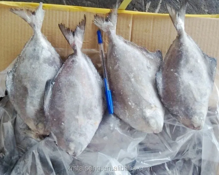 frozen black pomfret fish whole round china wholesale price black pomfret supplier low price