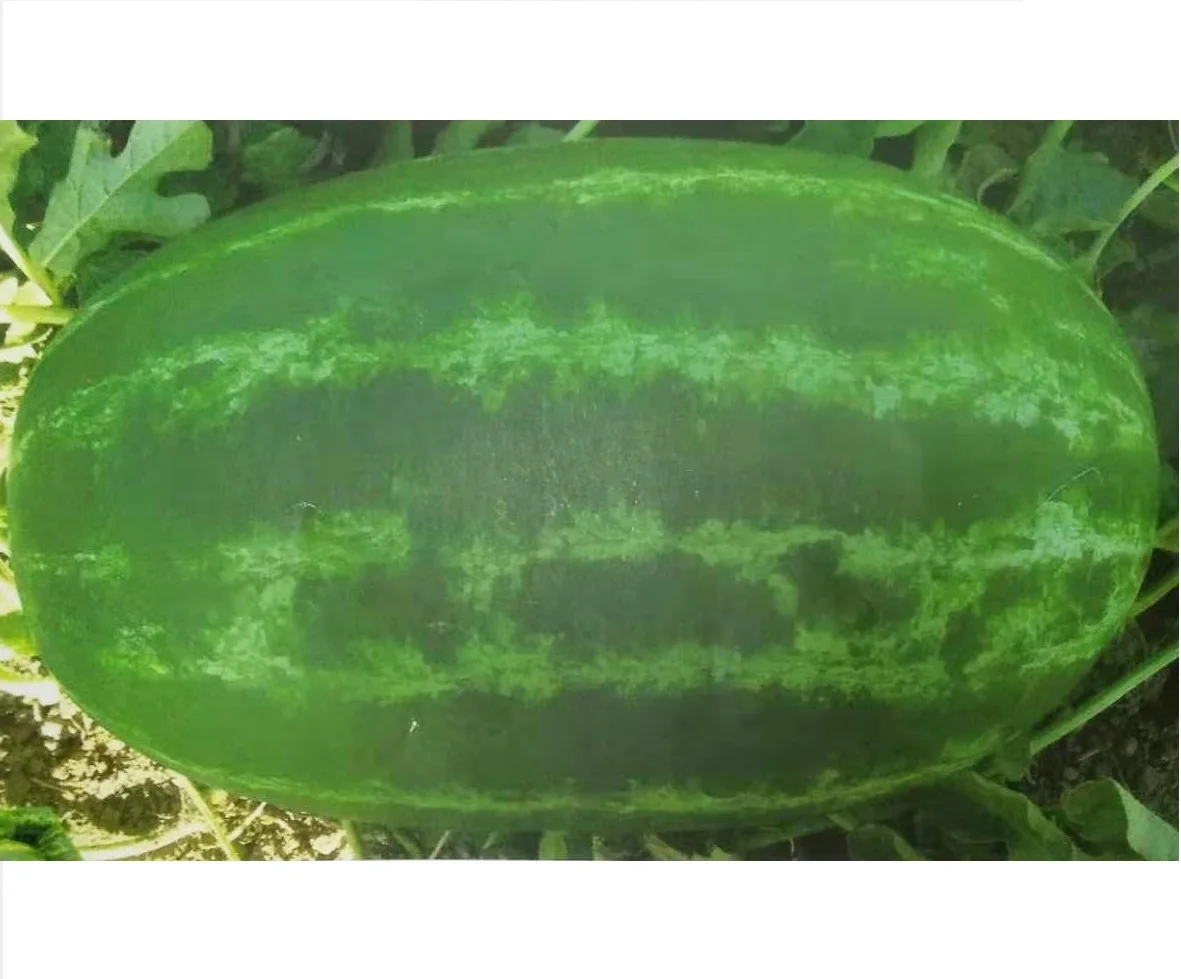 Middle maturity good disease resistance hybrid f1 watermelon seeds for